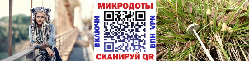 Псилоцибиновые грибы Cubensis  кракен как зайти  Яранск 